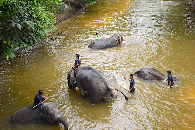 Elephants and mahouts kuala gandah